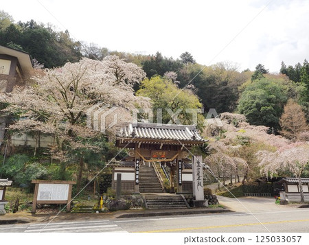 Yamanashi Prefecture: Temples decorated with cherry blossoms in March 125033057