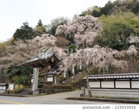 Yamanashi Prefecture, Cherry blossoms in full bloom at Kyoenbo in March 125033058