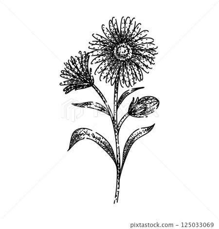 garden aster sketch hand drawn vector 125033069