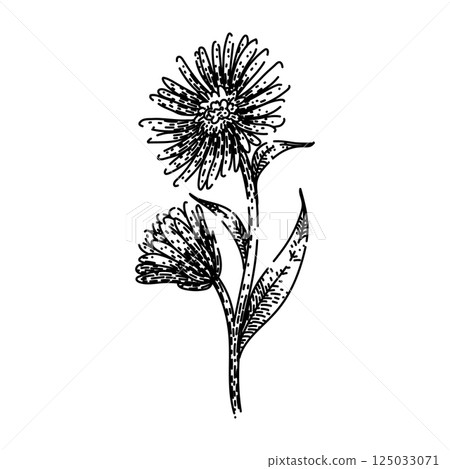 petals aster sketch hand drawn vector 125033071