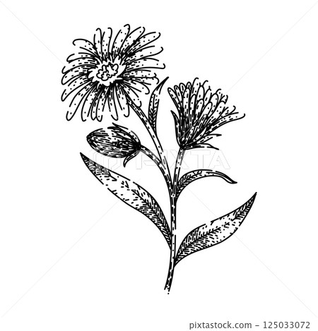 bloom aster sketch hand drawn vector 125033072