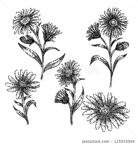 aster set sketch hand drawn vector 125033084