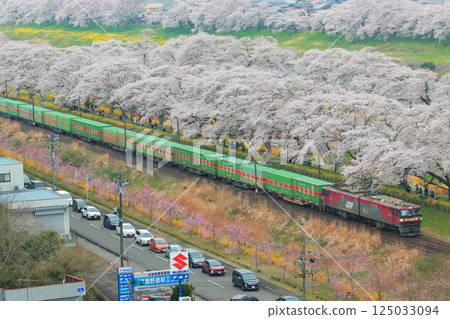 福山特快列車與盛開的一人千本櫻花 福山特快列車與盛開的一人千本櫻花 125033094