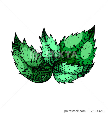 antique nettle sketch hand drawn vector 125033210