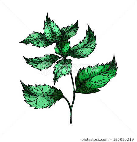 retro nettle sketch hand drawn vector retro nettle sketch hand drawn vector 125033219