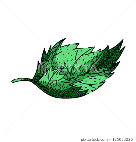herbal nettle sketch hand drawn vector herbal nettle sketch hand drawn vector 125033220