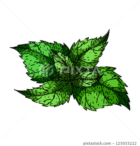 tea nettle sketch hand drawn vector tea nettle sketch hand drawn vector 125033222