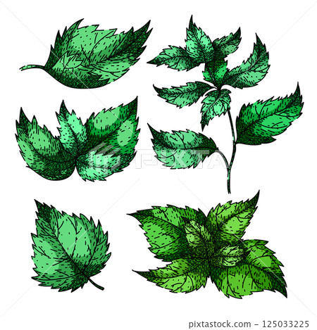 nettle set sketch hand drawn vector nettle set sketch hand drawn vector 125033225