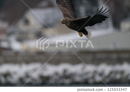 Birds of prey such as Steller's sea eagles and white-tailed eagles soaring through blue skies and over snow 125033347