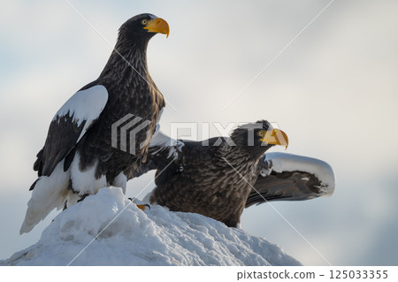 虎頭海鵰和白尾海鵰等猛禽翱翔在藍天和雪地上 125033355