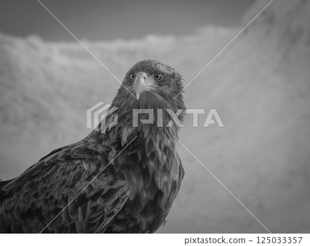 Birds of prey such as Steller's sea eagles and white-tailed eagles soaring through blue skies and over snow 125033357