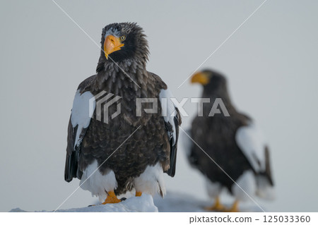 虎頭海鵰和白尾海鵰等猛禽翱翔在藍天和雪地上 125033360