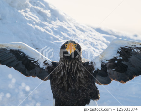 Birds of prey such as Steller's sea eagles and white-tailed eagles soaring through blue skies and over snow 125033374