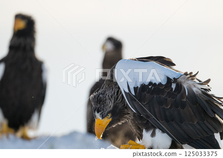Birds of prey such as Steller's sea eagles and white-tailed eagles soaring through blue skies and over snow Birds of prey such as Steller's sea eagles and white-tailed eagles soaring through blue skies and over snow 125033375