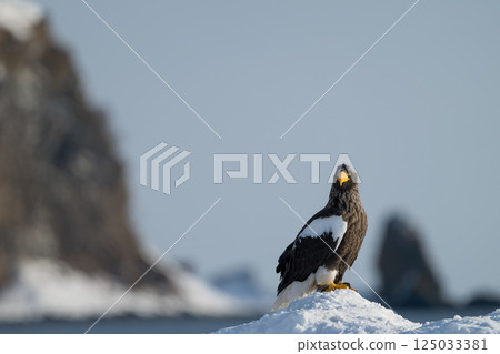 Birds of prey such as Steller's sea eagles and white-tailed eagles soaring through blue skies and over snow 125033381