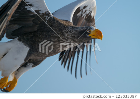 Birds of prey such as Steller's sea eagles and white-tailed eagles soaring through blue skies and over snow 125033387