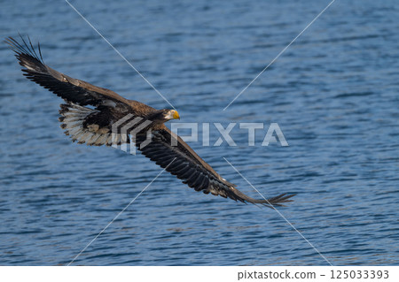 虎頭海鵰和白尾海鵰等猛禽翱翔在藍天和雪地上 虎頭海鵰和白尾海鵰等猛禽翱翔在藍天和雪地上 125033393