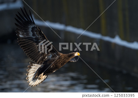 Birds of prey such as Steller's sea eagles and white-tailed eagles soaring through blue skies and over snow 125033395