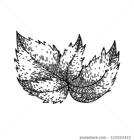 antique nettle sketch hand drawn vector antique nettle sketch hand drawn vector 125033422