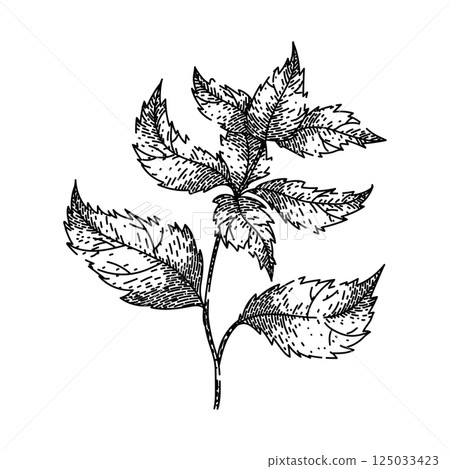 retro nettle sketch hand drawn vector 125033423