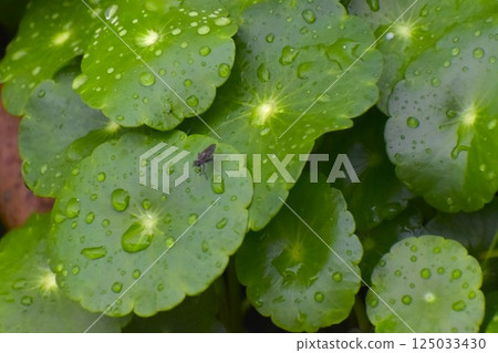 Water mushrooms after the rain 125033430