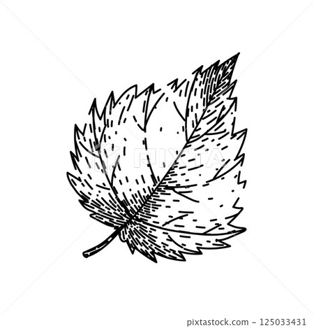 vintage nettle sketch hand drawn vector 125033431