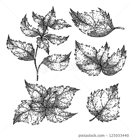 nettle set sketch hand drawn vector 125033440