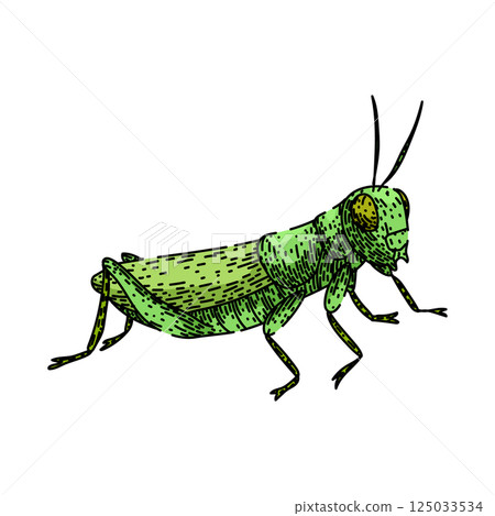 herbivore grasshopper sketch hand drawn vector 125033534