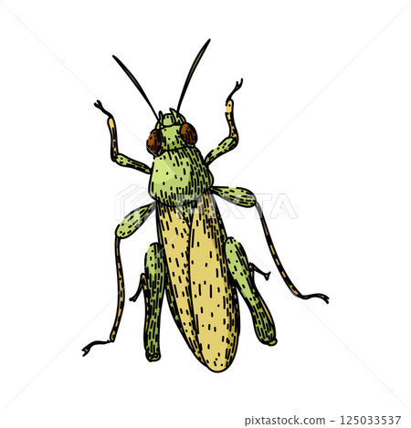 insect grasshopper sketch hand drawn vector 125033537