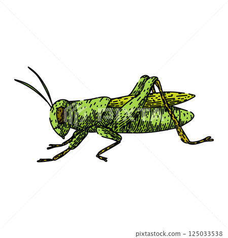 jumping grasshopper sketch hand drawn vector 125033538