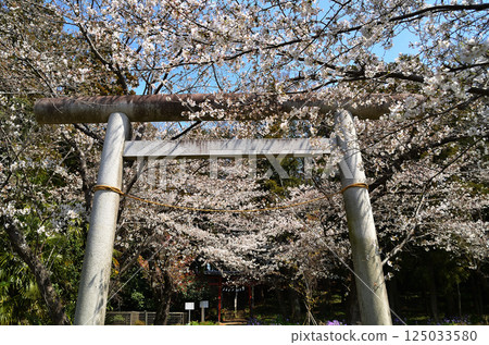埼玉縣鴻巢市滝葉室冰川神社櫻花盛開 125033580