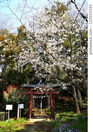 Cherry blossoms bloom at Hikawa Shrine in Takibamuro, Konosu City, Saitama Prefecture 125033583