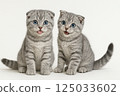 Scottish Fold Kittens, Brothers, Silver 125033602