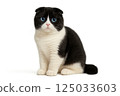 Scottish Fold Kitten Black and White 125033603