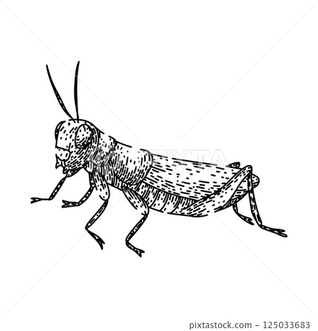 herbivore grasshopper sketch hand drawn vector herbivore grasshopper sketch hand drawn vector 125033683