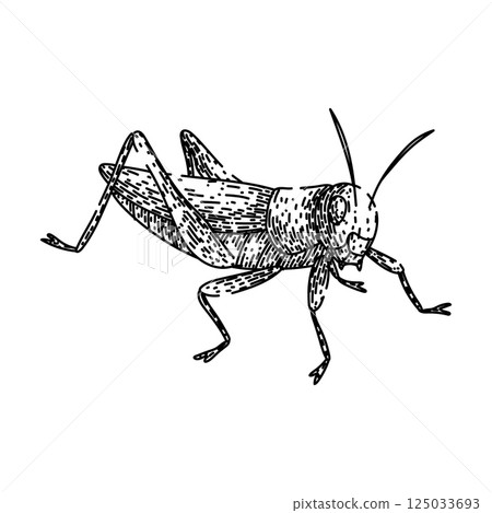 antennae grasshopper sketch hand drawn vector 125033693