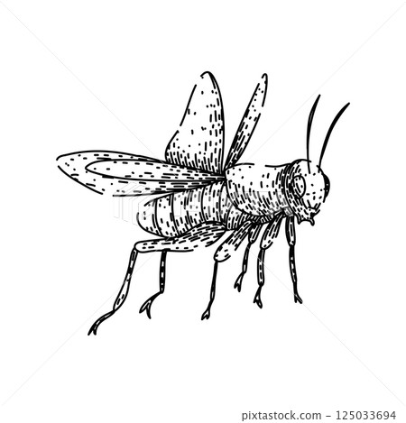 orthoptera grasshopper sketch hand drawn vector 125033694