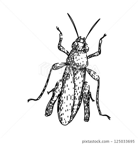 insect grasshopper sketch hand drawn vector 125033695