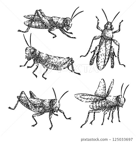 grasshopper set sketch hand drawn vector 125033697