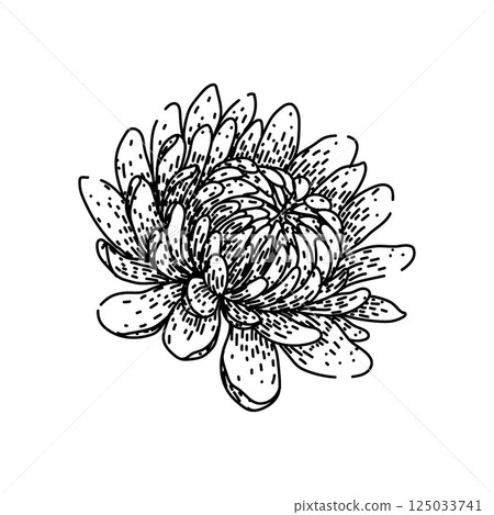 petals chrysanthemum sketch hand drawn vector petals chrysanthemum sketch hand drawn vector 125033741