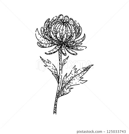 blossom chrysanthemum sketch hand drawn vector 125033743