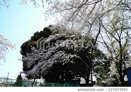 埼玉縣鴻巢市滝葉室的冰河神社：神殿旁的大櫸樹與櫻花 125033841