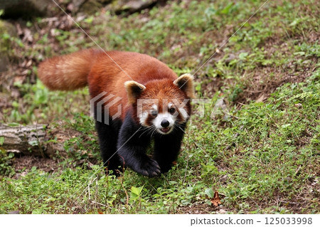 一隻小熊貓向我走來 125033998