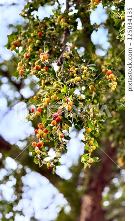 Sidr fruits shine among branches where sidr plant thrives fully, sidr berries reveal earthy resilience, health connection, and timeless presence in regional ecology. 125034135