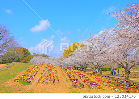 兵庫縣姬路市 Shirotopia 紀念公園的五彩繽紛花朵盛開 兵庫縣姬路市 Shirotopia 紀念公園的五彩繽紛花朵盛開 125034176