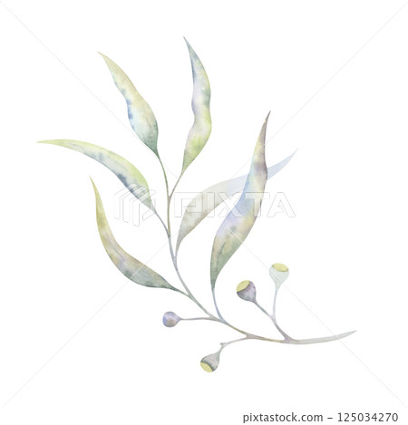 Watercolor eucalyptus branch with airy leaves and fruits. Hand-painted botanical illustration of a soft transparent greenery. Perfect for natural designs, cosmetic packaging, eco-friendly projects Watercolor eucalyptus branch with airy leaves and fruits. Hand-painted botanical illustration of a soft transparent greenery. Perfect for natural designs, cosmetic packaging, eco-friendly projects 125034270