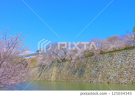 兵庫縣姬路市石牆上盛開的櫻花 125034343