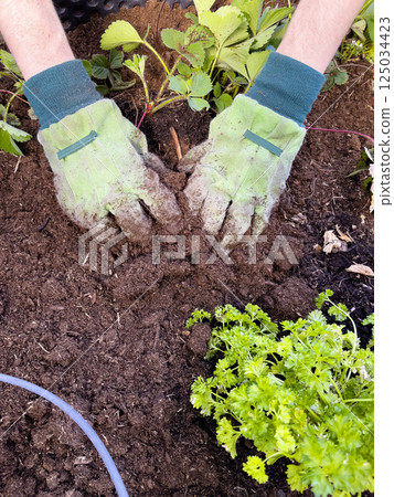 Human hands in gloves plant a strawberry bush in the ground. Strawberry seedlings are planted in the soil. Spring vegetable planting and agriculture concept. 125034423
