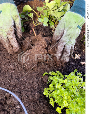 Human hands in gloves plant a strawberry bush in the ground. Strawberry seedlings are planted in the soil. Close-up. Spring vegetable planting and agriculture concept. 125034442