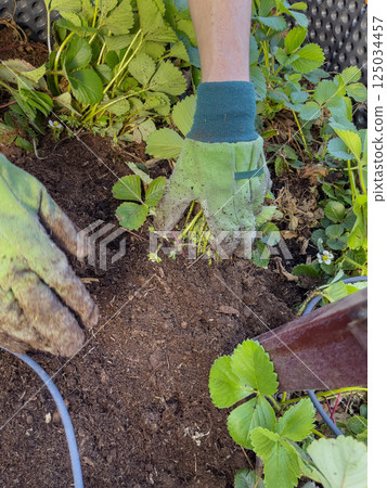 Planting plants in a garden bed. Cultivated land close-up. Agricultural plants growing in a row of beds. 125034457